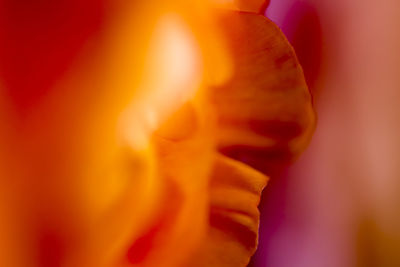 Close-up of orange flower