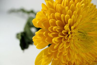 Close-up of yellow flower against blurred background