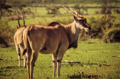 Cow grazing on field