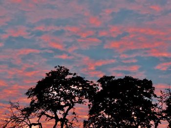 Silhouette of tree against dramatic sky