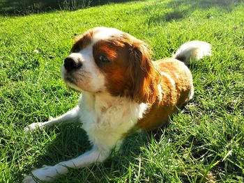 View of a dog on field