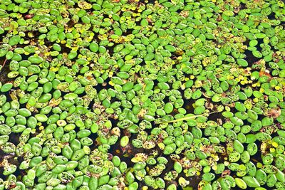 Full frame shot of leaf floating on plant