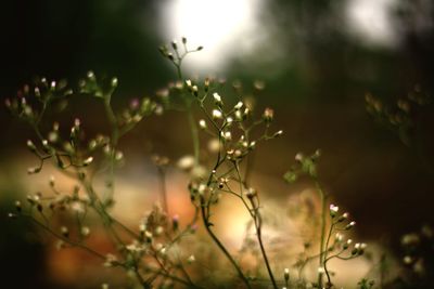 Close-up of wet plant