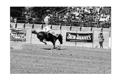 Side view of horse running in ranch