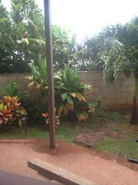 Plants growing in front of building