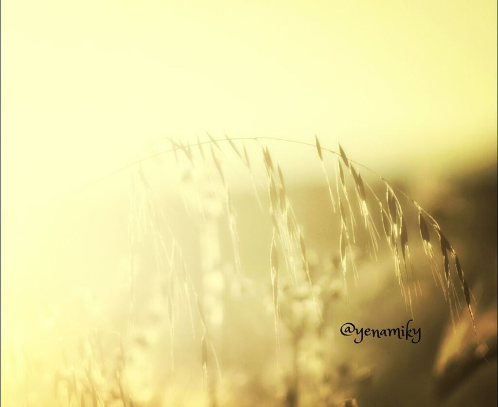 field, growth, focus on foreground, agriculture, nature, selective focus, plant, tranquility, crop, rural scene, beauty in nature, landscape, cereal plant, close-up, farm, clear sky, tranquil scene, yellow, scenics, wheat