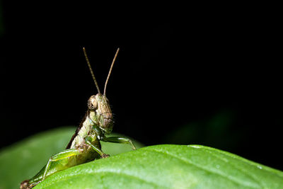 Close-up of insect on leaf against black background