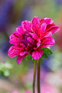 Close-up of pink rose flower