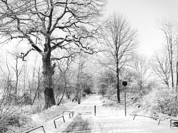 Road amidst bare trees during winter