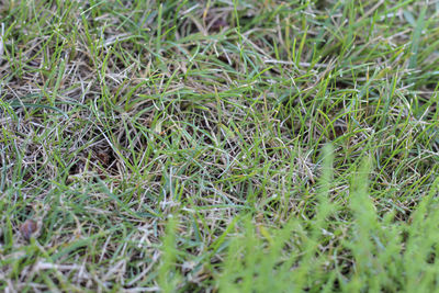 High angle view of snake on field