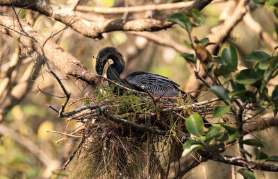 Close-up of bird perching on tree