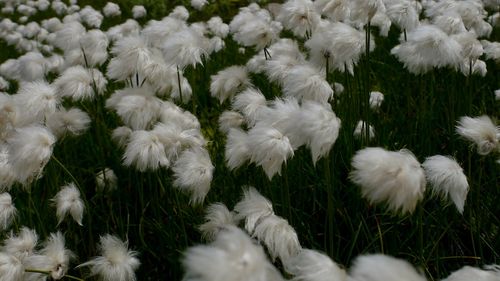 Close-up of flowers growing in field