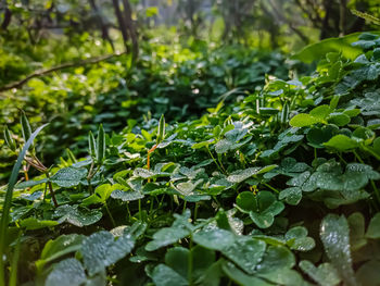 Oxalis corniculata, the creeping woodsorrel, resembles the common yellow woodsorrel, oxalis stricta.