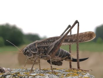 Close-up of insect