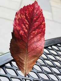 Close-up of autumn leaf