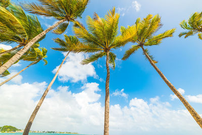 Low angle view of coconut palm tree against blue sky