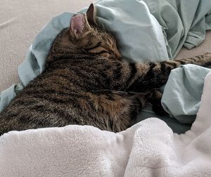 High angle view of cat sleeping on bed