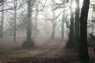 Sunlight streaming through trees in forest