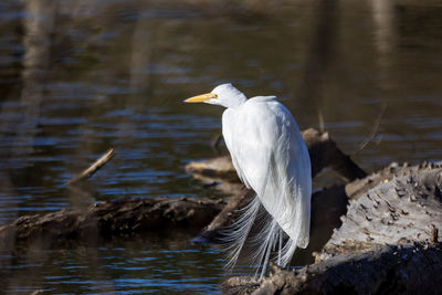 Close-up of bird in lake