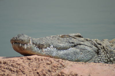 Close-up of crocodile on rock