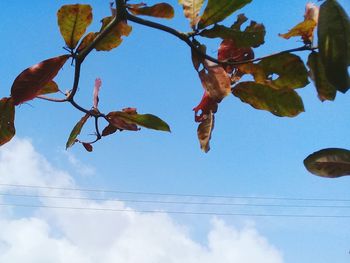 Low angle view of flowering plants against blue sky