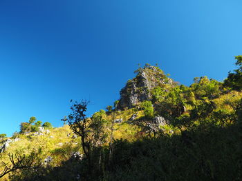 Low angle view of trees against clear blue sky