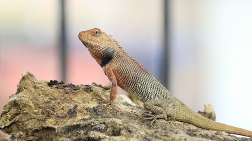 Close-up of multi colored lizard on rock