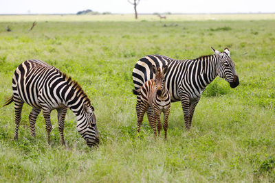 Zebra zebras on a field