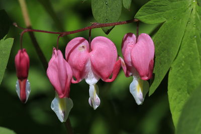 Close-up of pink flowering plant