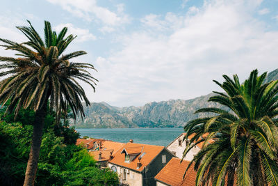 Palm trees by sea against sky