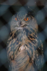 Close-up portrait of owl