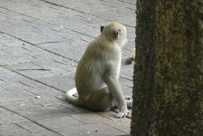 Lion sitting on footpath