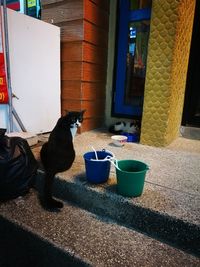 Cat relaxing in yard