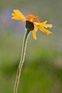 Close-up of yellow flowering plant