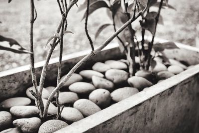 Close-up of food on beach