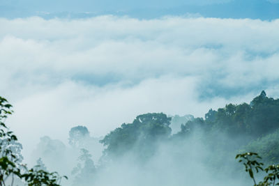 Low angle view of trees against sky