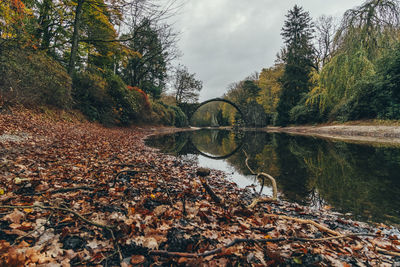 Reflection of trees in forest during autumn