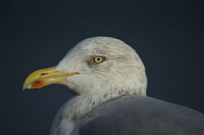 Close-up of seagull against black background