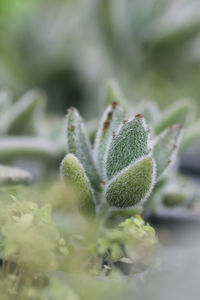 Close-up of succulent plant