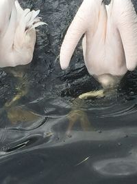 Reflection of jellyfish swimming in water