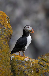 Close-up of bird perching on rock