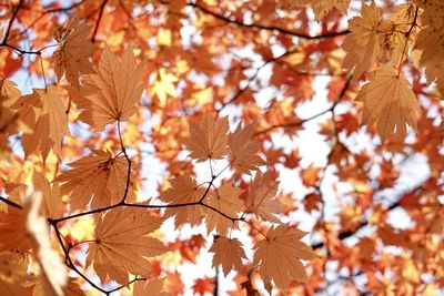 Autumn maple leaves on tree