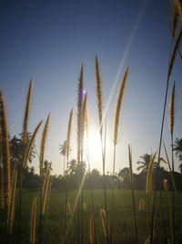 Close-up of stalks in field against sky