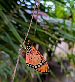 Close-up of butterfly on leaf