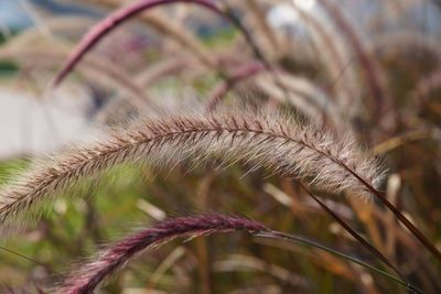 Close-up of plant growing on field