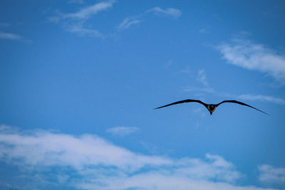 Low angle view of bird flying against sky