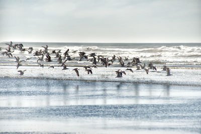 Birds on beach against sky