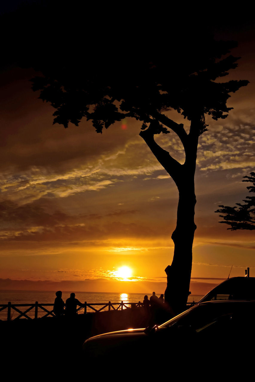 SILHOUETTE TREES AGAINST ORANGE SKY