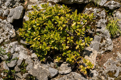 High angle view of plants growing on rocks