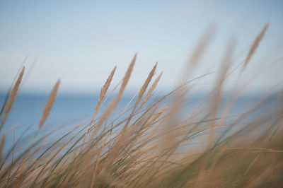 Close-up of plants against clear sky